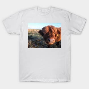 Scottish Highland Cattle Calf 1595 T-Shirt